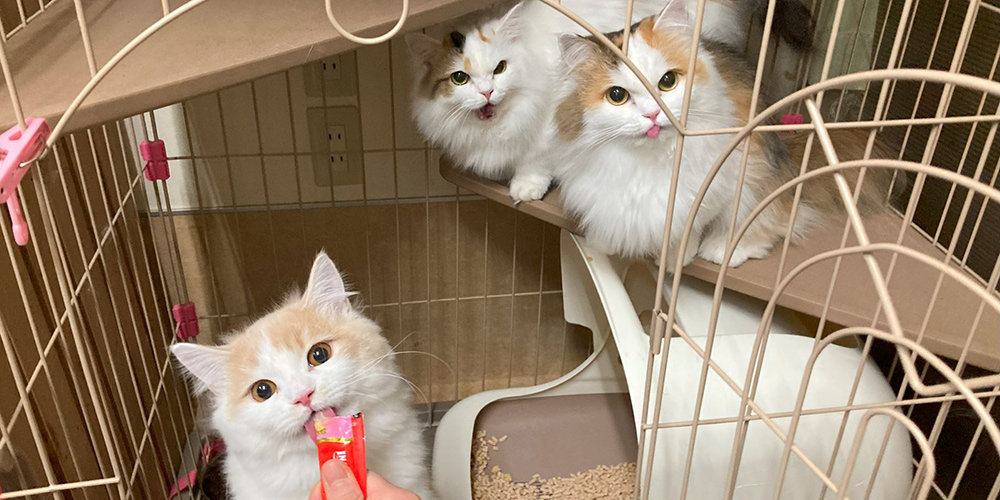 オプション・お預かり