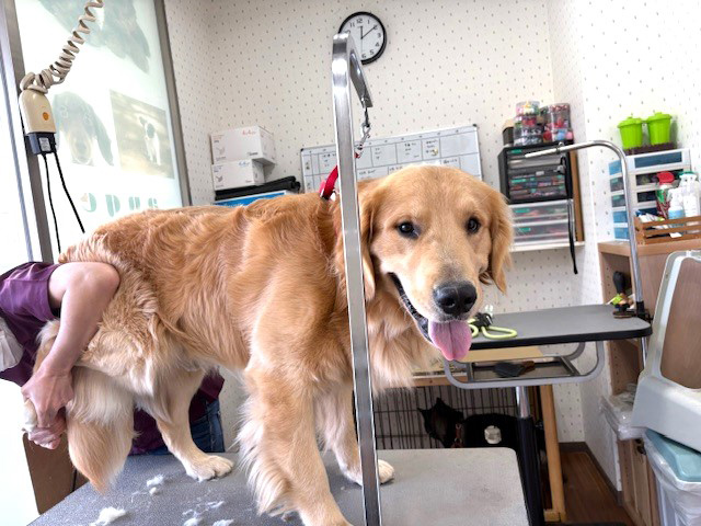 大型犬にも対応しています