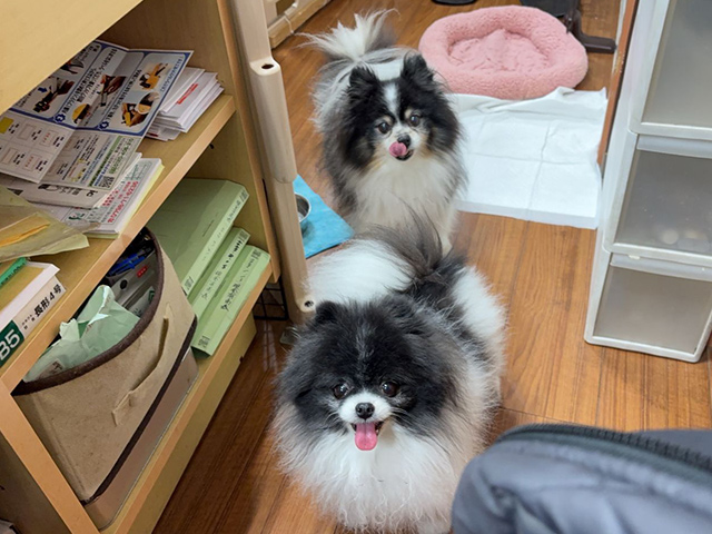 ペットホテル